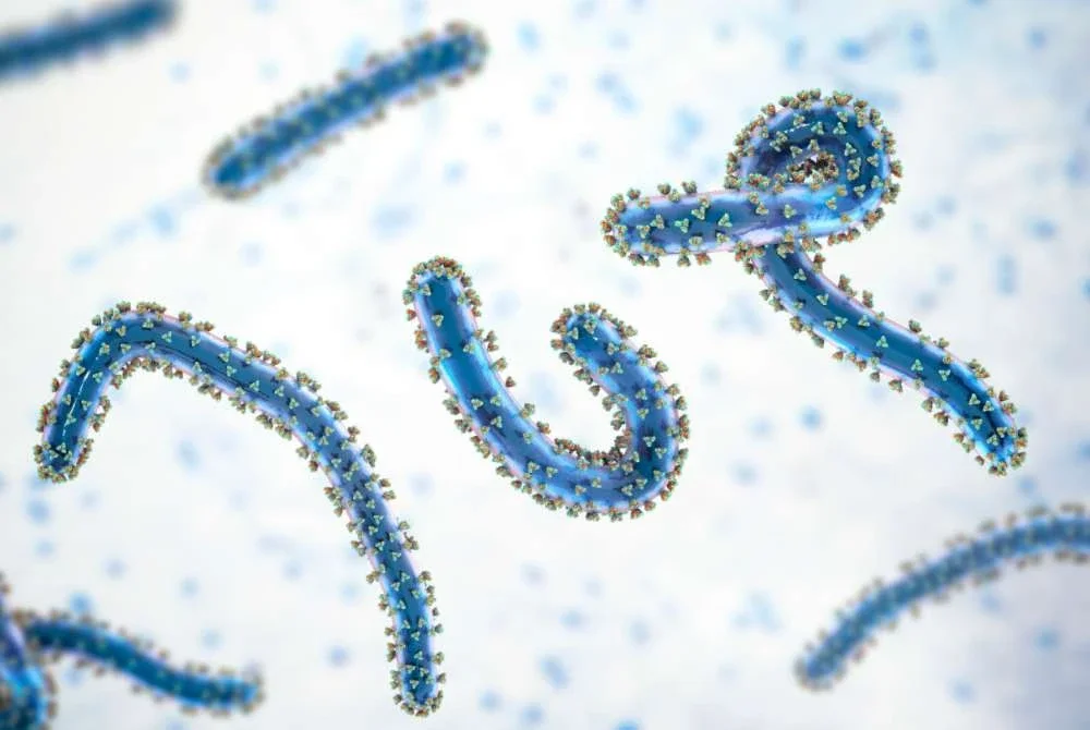 Marburg sejenis virus demam berdarah dengan kadar kematiannya boleh mencecah 90 peratus.