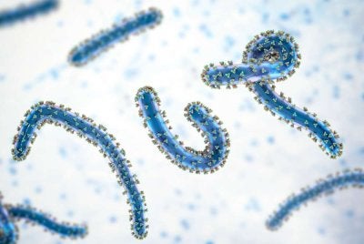 Marburg sejenis virus demam berdarah dengan kadar kematiannya boleh mencecah 90 peratus.