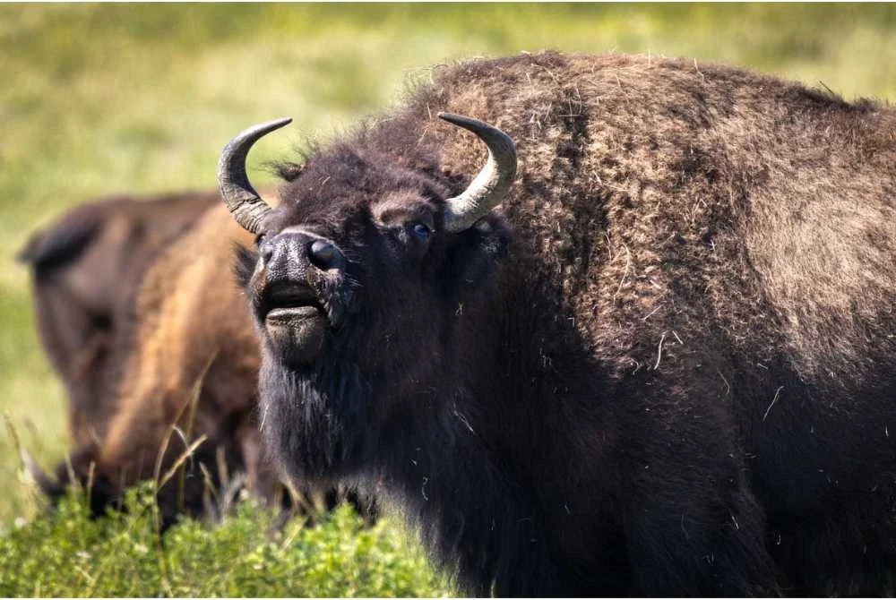 Seorang lelaki diselamatkan selepas terperangkap di dalam kandang bison di Zoo Munich. Foto hiasan