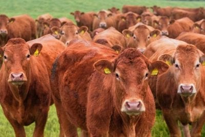 Ternakan lembu menjadi pilihan utama masyarakat bagi pelaksanaan ibadah korban. - Gambar hiasan imej janaan AI 