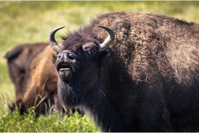 Seorang lelaki diselamatkan selepas terperangkap di dalam kandang bison di Zoo Munich. Foto hiasan