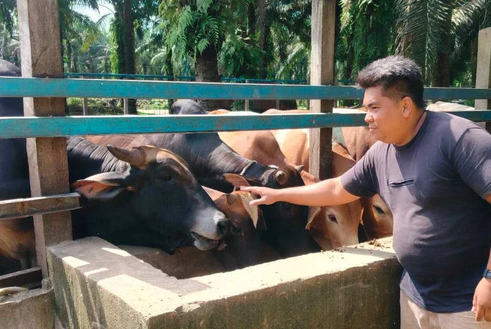 Mohd Afiq kini memiliki lebih 300 ekor lembu ternakan yang dibela di Padang Gajah, Trong.
