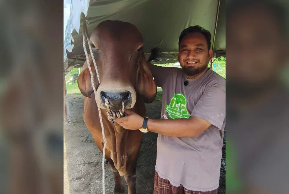 Menurut Abdul Hadi, cabaran terbesar penternakan lembu sado ialah pemilihan baka dan aspek penjagaan.