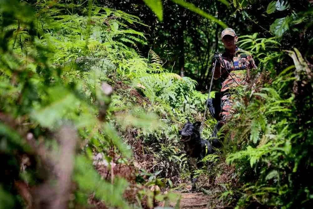 Operasi mencari dan menyelamat (SAR) remaja perempuan, Nur Izzati Humaira Azizul, 19, yang dipercayai hilang ketika melakukan aktiviti pendakian di Bukit Changkat Asa Sabtu lepas, diperluaskan melibatkan kawasan seluas 0.5 kilometer persegi. Foto Bernama