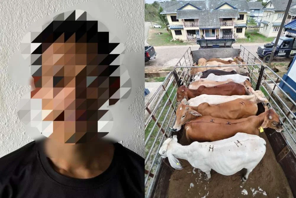 Anggota Strike Force Kompeni C Batalion 7 PGA Kuantan dengan kerjasama Jabatan Perkhidmatan Veterinar Kelantan menahan seorang lelaki berusia 26 tahun bersama 13 ekor lembu dan sebuah lori Isuzu berwarna ungu bernilai keseluruhan RM152,000. Foto PGA