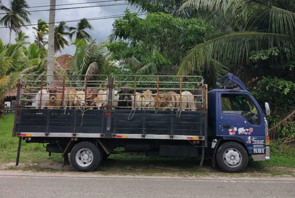 Taktik menyeleweng penghantaran lembu sempena sambutan Aidiladha terbongkar apabila PGA menahan sebuah lori yang membawa muatan haiwan ternakan tidak sepadan dengan dokumen kelulusan. Foto PGA