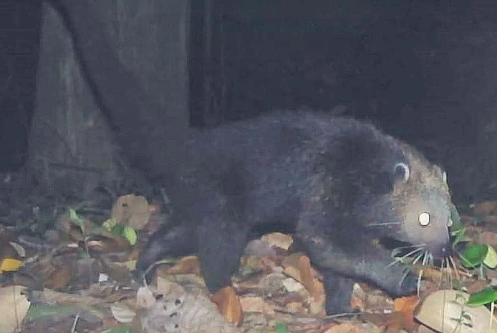 Nilai harga pasaran gelap bagi seekor binturong adalah RM10,000 hingga RM15,000. Foto Perhilitan
