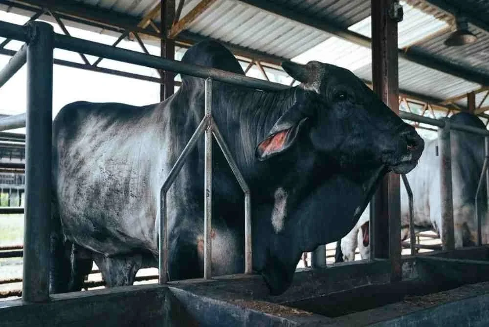 Lembu sado baka American Brahman yang turut mendapat permintaan.