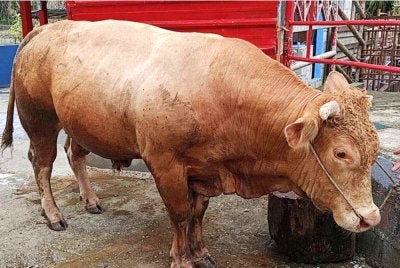 Permintaan terhadap lembu sado dilihat semakin meningkat apabila semakin ramai pembeli sanggup berbelanja lebih untuk mendapatkan haiwan bersaiz besar yang menawarkan hasil daging lebih banyak.