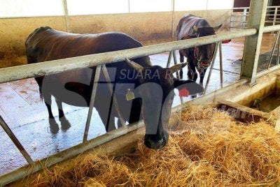 Permintaan terhadap lembu Wagyu bagi tujuan korban didakwa semakin mendapat tempat, khususnya dalam kalangan pencinta baka eksklusif itu. Foto: HAZELEN LIANA KAMARUDIN