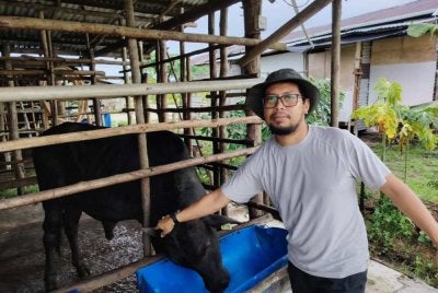 Lembu wagyu dijadikan korban dan turut mendapat tempahan daripada pelanggan pada musim Hari Raya Korban.