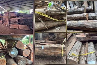 PGA menyerbu sebuah kilang kayu haram yang dipercayai beroperasi sejak enam bulan lalu di Kampung Lubok Tapah. 