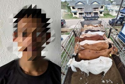 Anggota Strike Force Kompeni C Batalion 7 PGA Kuantan dengan kerjasama Jabatan Perkhidmatan Veterinar Kelantan menahan seorang lelaki berusia 26 tahun bersama 13 ekor lembu dan sebuah lori Isuzu berwarna ungu bernilai keseluruhan RM152,000. Foto PGA