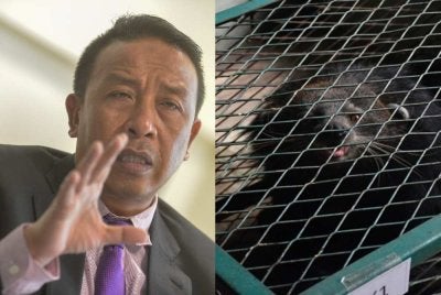 Abdul Kadir memberitahu, binturong antara spesies hidupan liar yang menjadi sasaran pemburu haram untuk dijual di pasaran gelap. Foto Perhilitan