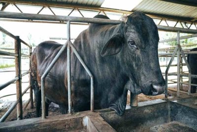 Lembu sado baka Mgyu yang merupakan baka premium tempatan