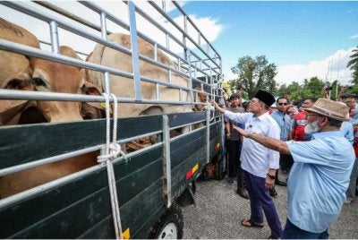Perdana Menteri Datuk Seri Anwar Ibrahim (dua, kanan) melihat lembu korban yang akan diserahkan kepada wakil penerima pada Majlis Agihan Perdana Lembu Korban MADANI Parlimen Permatang Pauh di Mengkuang Titi hari ini. Foto Bernama