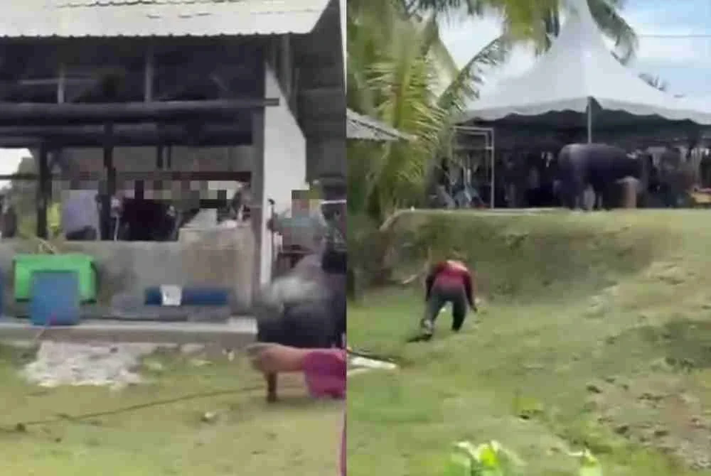 Tangkap layar video tular lelaki cedera ditanduk seekor kerbau ketika proses ibadah korban di Sungai Tiram 19, Ulu Tiram, pada Rabu.