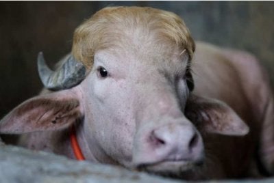 Kerbau 'Donald Trump' kini dipindahkan ke zoo di Dhaka. Foto Reuters
