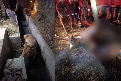 Lembu untuk ibadah korban terjatuh dalam longkang dalam kejadian pada Rabu.