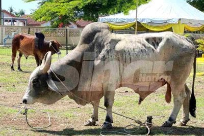Sultan Muhammad V berkenan mengurniakan dua daripada 53 ekor lembu sempena Majlis Ibadah Korban Jama’ie anjuran Maik.