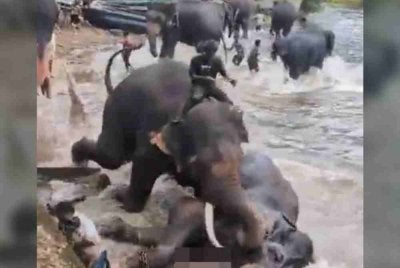 Percutian sebuah keluarga di sebuah kem pemuliharaan gajah berakhir dengan tragedi apabila seorang wanita maut selepas terperangkap dalam pergaduhan antara dua ekor gajah.
