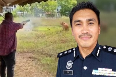 Tular tangkap layar MB Perlis menembak lembu korban dan Yusharifuddin (kanan)