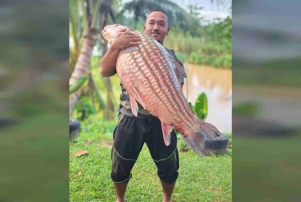 Tangkapan ikan temoleh seberat 34.5 kilogram di Sungai Perak menjadi rekod baharu bagi kawasan tersebut memandangkan temoleh bersaiz besar kini semakin jarang ditemui.