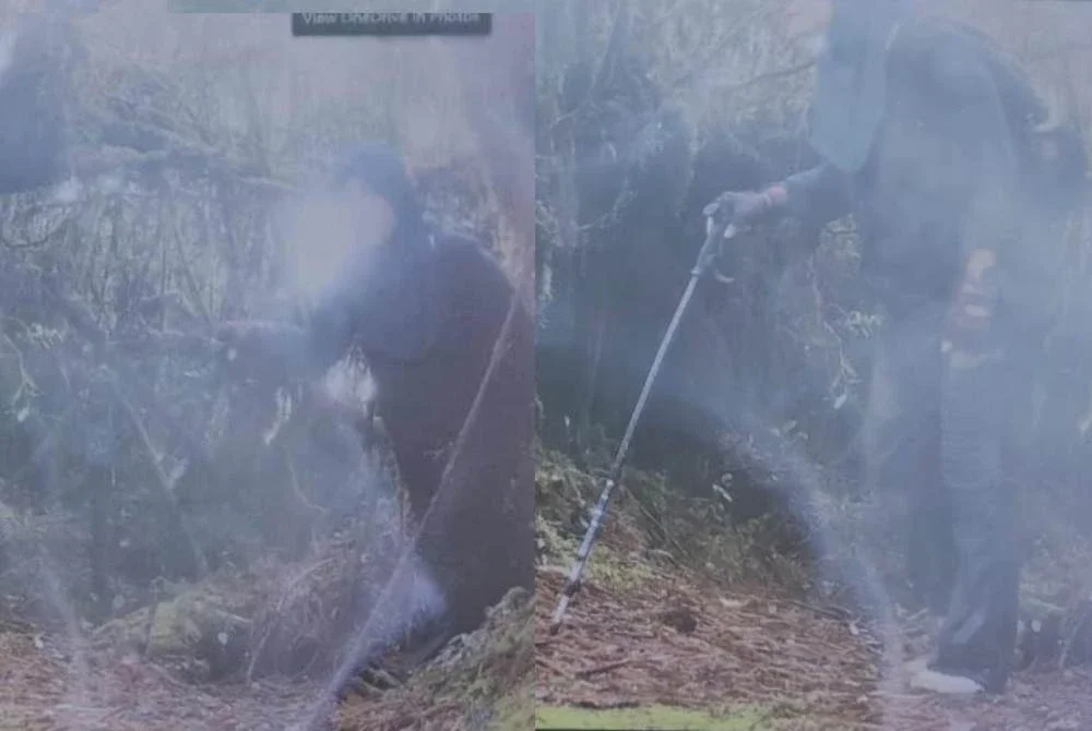 Kamera pengawasan hidupan liar milik Perhilitan di Gunung Batu Putih berjaya merakam imej Jaslinda melintasi laluan tersebut jam 11.22 pagi pada 24 Mei lalu. Foto JBPM Perak