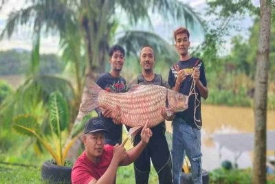 Muhamad Shahrul (baju merah) bersama tiga nelayan darat yang berjaya menaikkan ikan temoleh seberat 34.5 kilogram di Sungai Perak berhampiran Manong, Kuala Kangsar, awal pagi Sabtu.