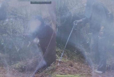 Kamera pengawasan hidupan liar milik Perhilitan di Gunung Batu Putih berjaya merakam imej Jaslinda melintasi laluan tersebut jam 11.22 pagi pada 24 Mei lalu. Foto JBPM Perak