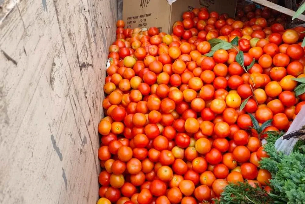 Konflik di Asia Barat mengganggu laluan perkapalan global sehingga eksport tomato ke wilayah Timur Tengah yang mempunyai permintaan tinggi tidak dapat dilakukan sekali gus menyebabkan harga merosot, berlaku lambakan bekalan dan hasil tanaman terpaksa dibuang. Gambar ihsan petani Cameron Highlands