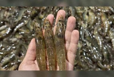 Sebanyak lima spesies udang dari negara jiran itu disekat kemasukannya ke Malaysia. Foto Khaosod English.