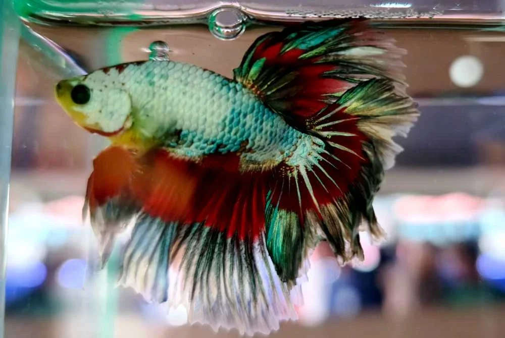 Ikan Betta boleh mencecah RM250 seekor manakala ikan Guppy bernilai antara RM500 hingga RM700 sepasang.