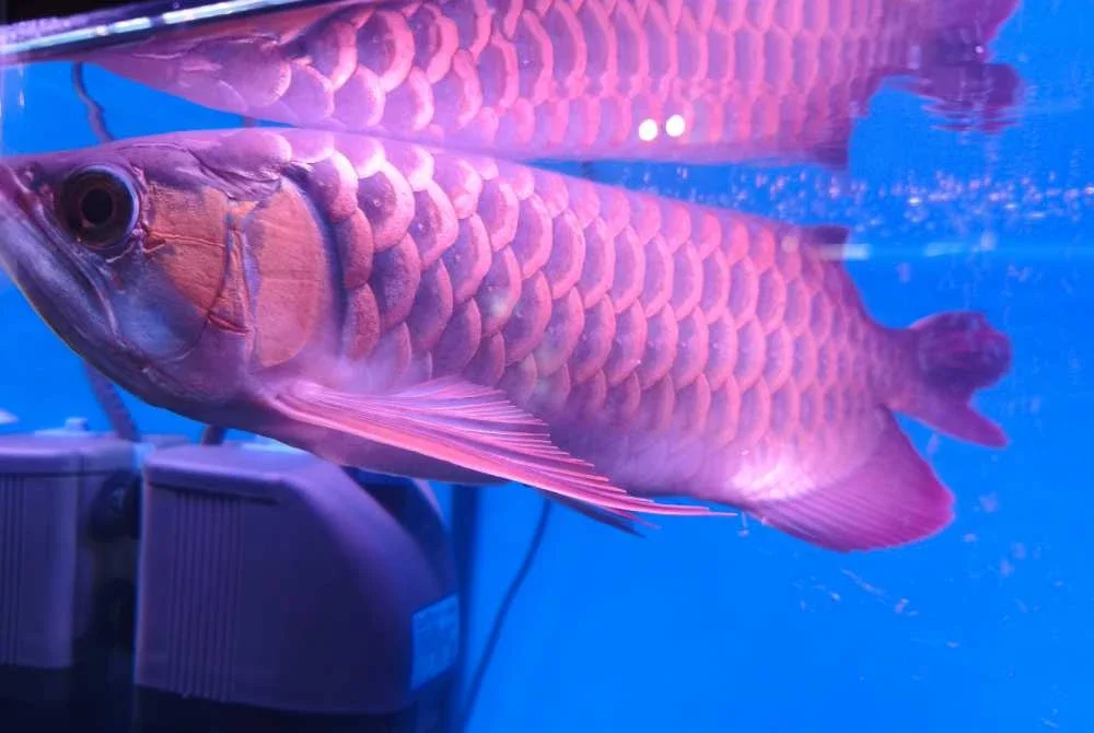 Ikan Arowana yang dipamerkan pada Pesta Ikan Hiasan dan Akuakultur Negeri Kelantan berharga RM3,800 seekor.