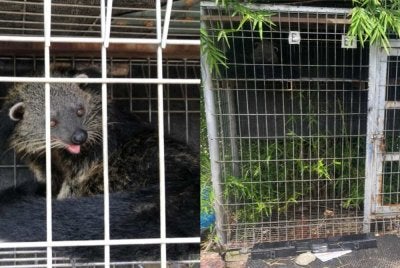 Seekor binturong yang dirampas oleh Perhilitan di Seksyen 32 Shah Alam. 