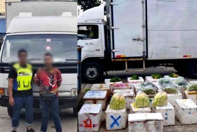 Bekalan sayur dipercayai akan dihantar ke beberapa pasar raya sekitar Pantai Timur selepas dibawa keluar dari kawasan sempadan. Foto PGA