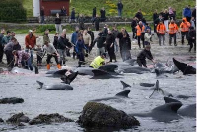 Lebih 700 paus dan lumba-lumba dibunuh dalam amalan pemburuan tradisional grindadrap di Kepulauan Faroe, mencetuskan kecaman hebat daripada kumpulan hak haiwan yang menyifatkan amalan warisan era Viking itu sebagai kejam dan tidak berperikemanusiaan. Foto NDTV.