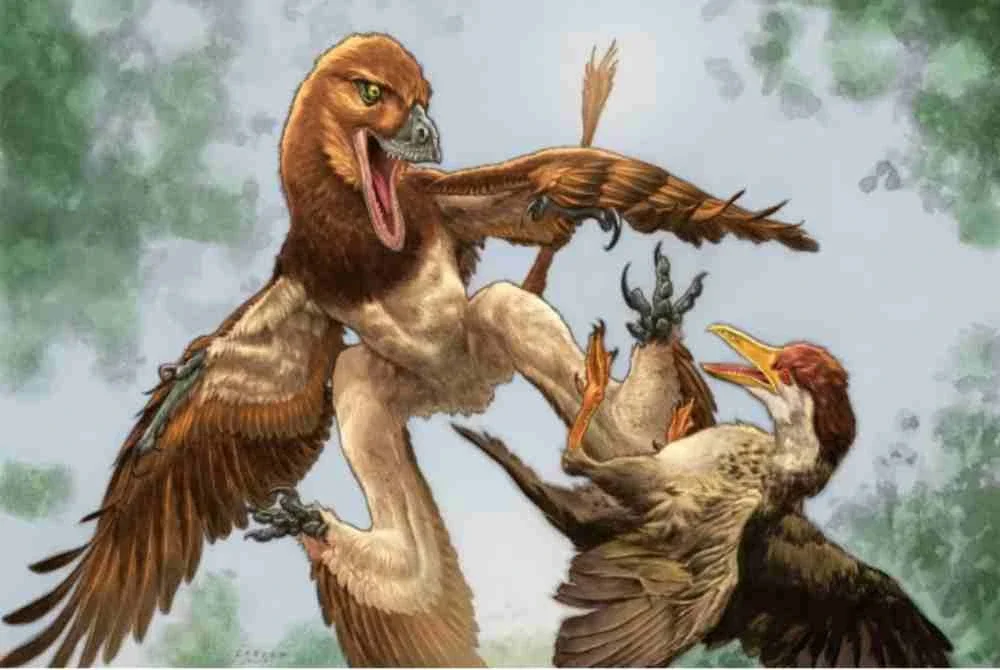 Microraptor Jian changmaensis (kiri) menyerang burung Gansus yumenensis (kanan), seperti yang digambarkan dalam ilustrasi ini, berdasarkan kajian yang diterbitkan dalam 'Annals of Carnegie Museum'". Foto CNN