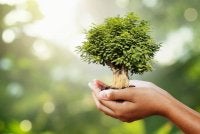 HARAM untuk mengambil pokok di tepi jalan sebelum mendapat keizinan pemiliknya. Foto Canva