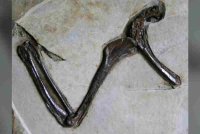 Fosil microraptor ini hanya terdiri daripada beberapa tulang, namun ia kekal terpelihara dalam keadaan tiga dimensi (3D). Foto CNN