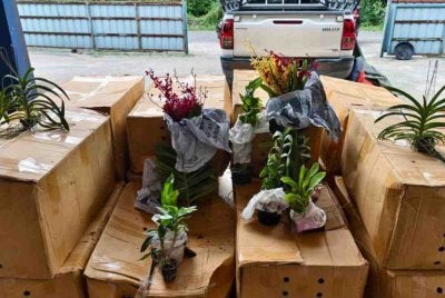 Sebanyak 1,400 pokok bunga orkid dipercayai dibawa masuk dari Thailand dirampas dalam serbuan di Kampung Lalang Pepuyu, Rantau Panjang pada Khamis. Foto:PGA