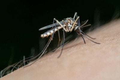 JKNT sentiasa berwaspada kerana kemasukan kes malaria dari luar negara berpotensi meningkatkan risiko penularan tempatan. Foto hiasan
