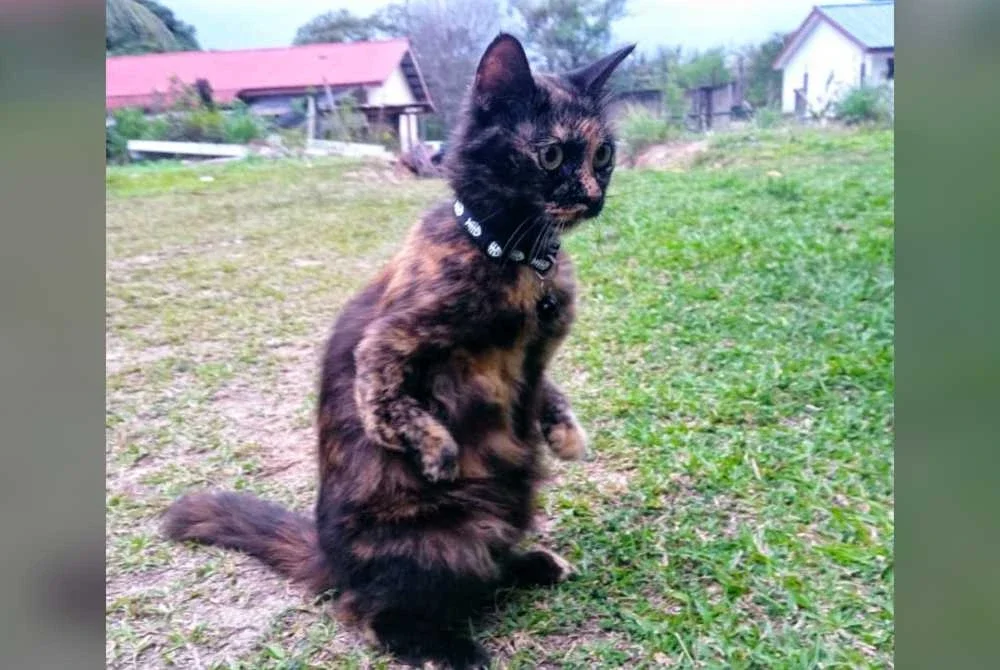 Kucing yang dilahirkan kurang upaya berusia tiga tahun berdiri menggunakan kaki belakang.