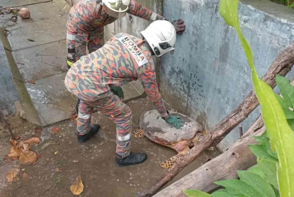 Penyu tersesat dan terperangkap dalam longkang berhampiran motel diselamatkan.