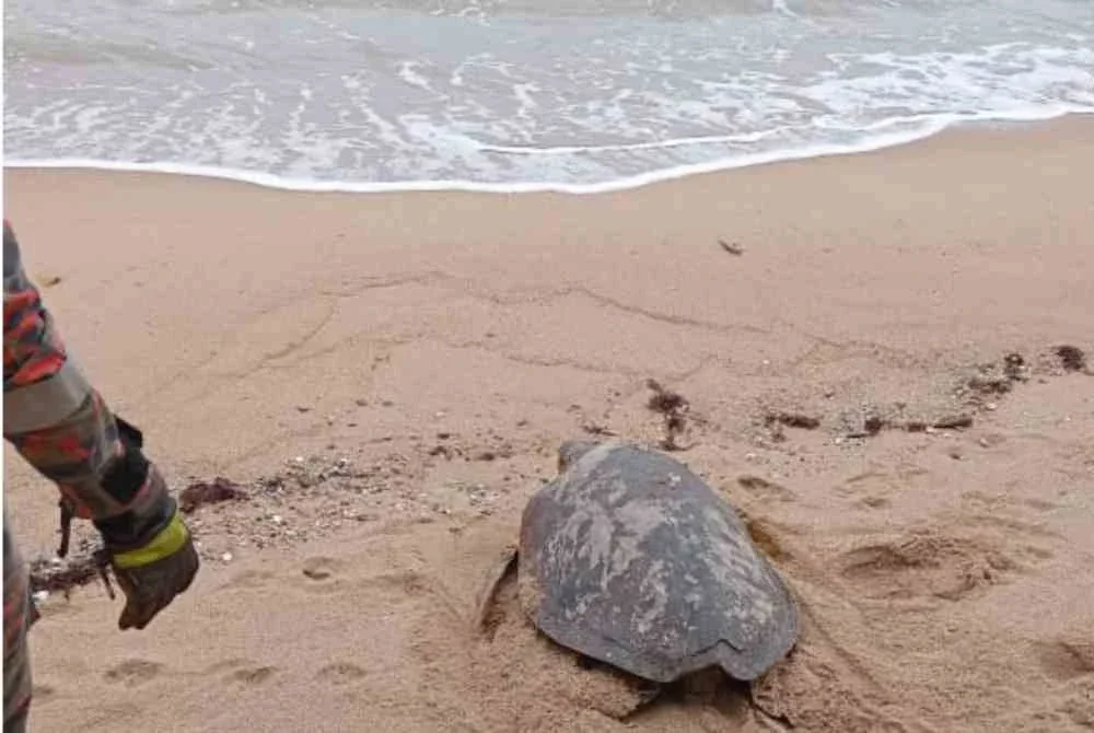 Penyu yang diselamatkan dilepaskan ke pantai.
