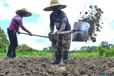 Harga baja urea merekodkan lonjakan drastik sebanyak 72 peratus ekoran krisis di Asia Barat. Gambar hiasan