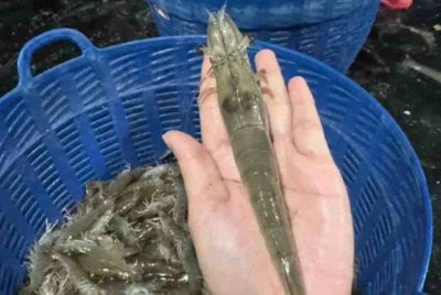 Malaysia sebelum ini menggantung import lima spesies udang dari Thailand yang didakwa sebagai langkah timbal balas selepas Thailand mengetatkan syarat kemasukan ikan siakap dari Malaysia. Foto hiasan 