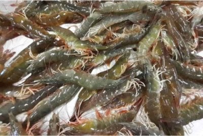 Malaysia sebelum ini menggantung import lima spesies udang dari Thailand. Foto hiasan 