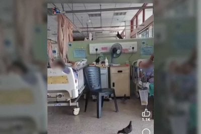 Tangkap layar yang tular di media sosial menunjukkan beberapa burung memasuki wad pesakit di HTAR, Klang.
