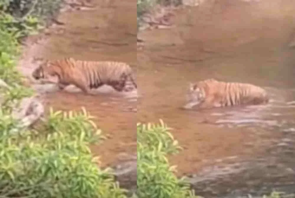 Tangkap layar video tular yang memaparkan seekor harimau Malaya di kawasan Jambatan Sungai Relai.